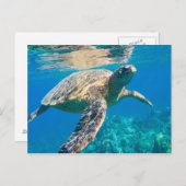 Carte Postale Tortue de mer (Devant / Derrière)