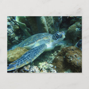 Carte Postale Tortue de mer