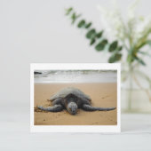 Carte Postale Tortue de mer (Debout devant)