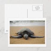 Carte Postale Tortue de mer (Devant / Derrière)