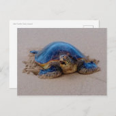 Carte Postale Tortue de mer (Devant / Derrière)