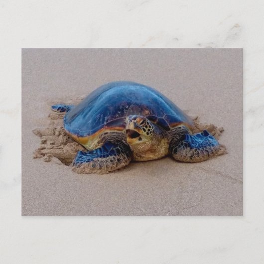 Carte Postale Tortue de mer (Devant)