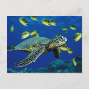 Carte Postale Tortue de mer