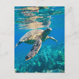 Carte Postale Tortue de mer
