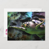 Carte Postale Tortue de mer (Devant / Derrière)