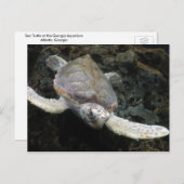 Carte Postale Tortue de mer (Devant / Derrière)