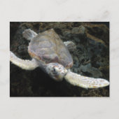 Carte Postale Tortue de mer (Devant)