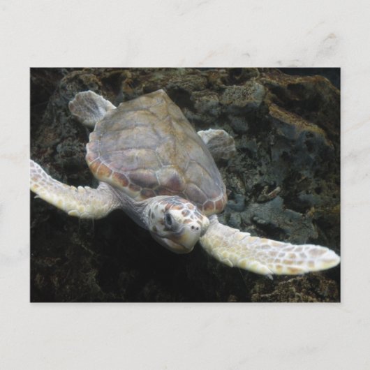 Carte Postale Tortue de mer (Devant)