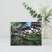 Carte Postale Tortue de mer (Debout devant)