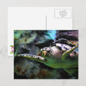 Carte Postale Tortue de mer (Devant / Derrière)