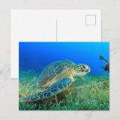 Carte Postale Tortue de mer dans l'océan (Devant / Derrière)