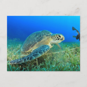 Carte Postale Tortue de mer dans l'océan 