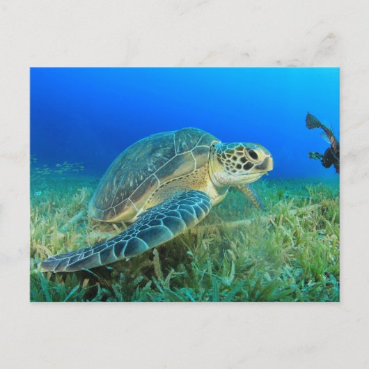 Carte Postale Tortue de mer dans l'océan (Devant)