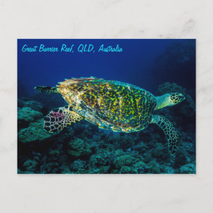 Carte Postale Tortue de mer de Hawksbill Grande barrière récif c