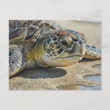 Tortue de mer de Kauai en gros plan