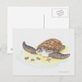 Carte Postale Tortue de mer et bébés (Devant / Derrière)