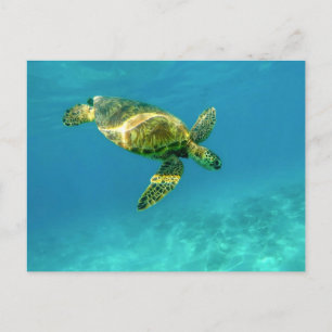 Carte Postale Tortue de mer nageant dans l'eau turquoise de l'oc