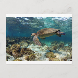 Carte Postale Tortue de mer nageant dans l'île paradisiaque lago