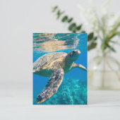 Carte Postale Tortue de mer, tortue marine, chélonioidea, reptil (Debout devant)