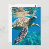 Carte Postale Tortue de mer, tortue marine, chélonioidea, reptil (Devant / Derrière)