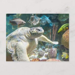 Carte Postale Tortue de mer verte