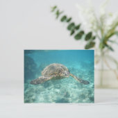 Carte Postale Tortue de mer verte (Debout devant)