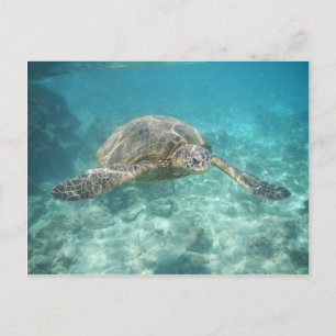 Carte Postale Tortue de mer verte