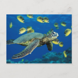 Carte Postale Tortue de mer verte