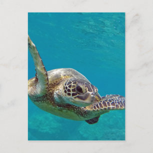 Carte Postale Tortue de mer verte d'Hawaii - Honu
