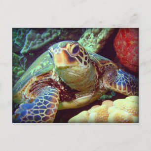 CARTE POSTALE TORTUE DE MER VERTE HAWAII