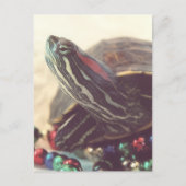 Carte Postale Tortue de Noël (Devant)
