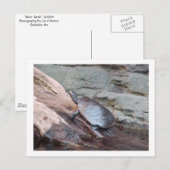 Carte postale "Tortue de rivière" (Devant / Derrière)