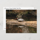 Carte Postale Tortue de soleil (Devant / Derrière)