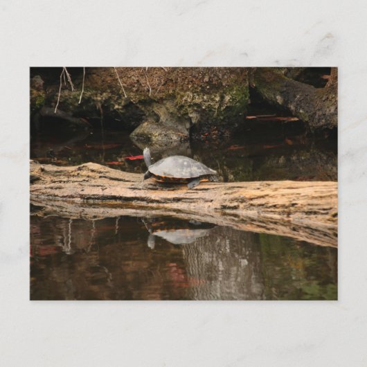 Carte Postale Tortue de soleil (Devant)