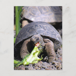 Carte Postale tortue des bébés galapagos