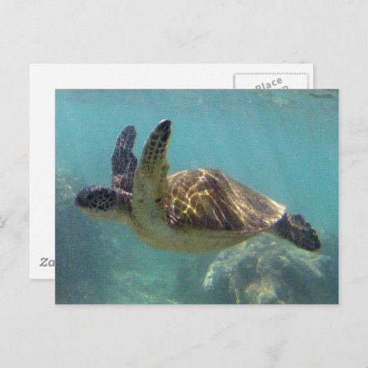 Carte Postale Tortue d'Hawaï (Devant / Derrière)