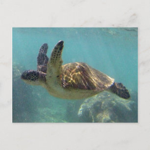 Carte Postale Tortue d'Hawaï