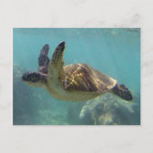 Carte Postale Tortue d'Hawaï (Devant)