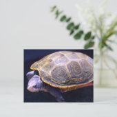 Carte Postale Tortue Diamondback (Debout devant)