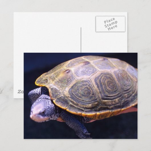 Carte Postale Tortue Diamondback (Devant / Derrière)