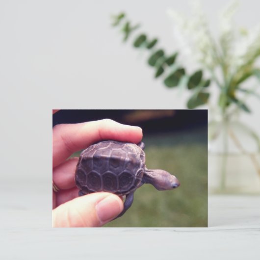 Carte Postale Tortue Diamondback (Debout devant)
