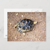 Carte Postale tortue du désert (Devant / Derrière)