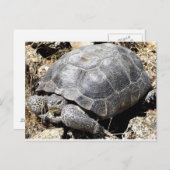 Carte Postale Tortue du désert (Devant / Derrière)