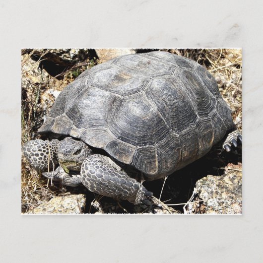 Carte Postale Tortue du désert (Devant)