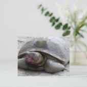 Carte Postale Tortue du désert (Debout devant)