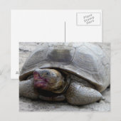 Carte Postale Tortue du désert (Devant / Derrière)