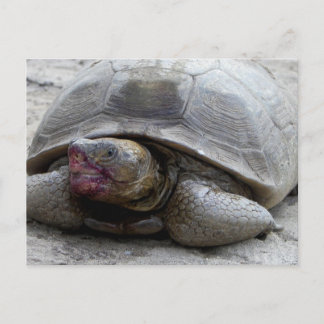 Carte Postale Tortue du désert