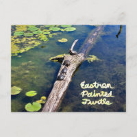 Tortue du Metropark Lake Erie Journal vertical ave