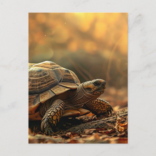 Carte Postale Tortue en pleine nature (Devant)