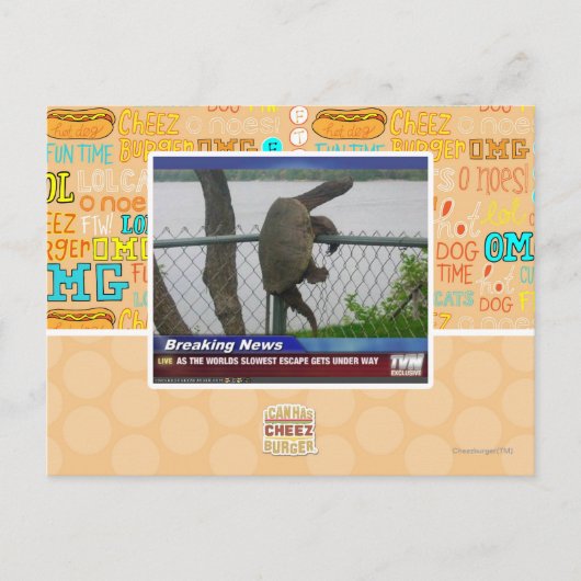 Carte Postale Tortue en voie de disparition (Devant)